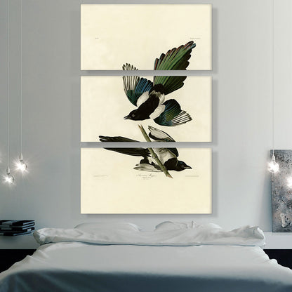 American Magpie