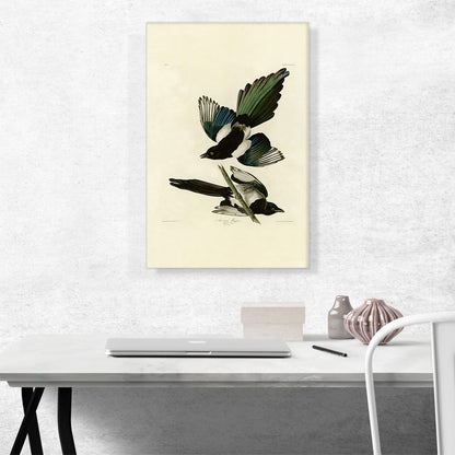American Magpie