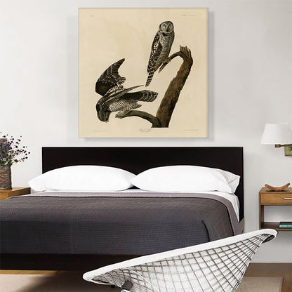 Hawk Owl