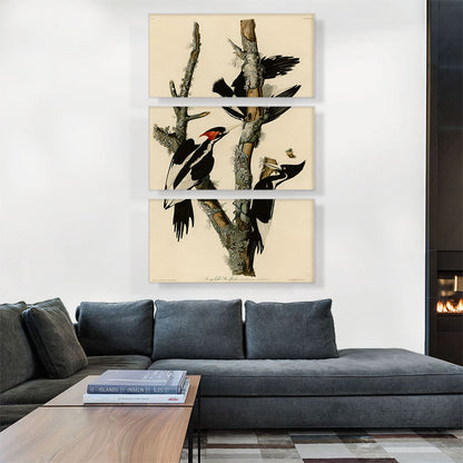 Ivory-Billed Woodpecker