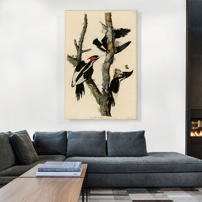 Ivory-Billed Woodpecker