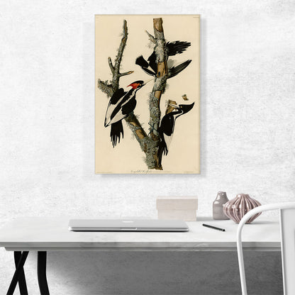 Ivory-Billed Woodpecker