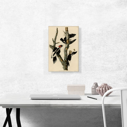 Ivory-Billed Woodpecker