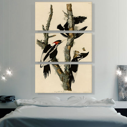 Ivory-Billed Woodpecker