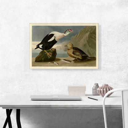 King Duck