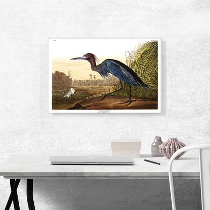 Little Blue Heron