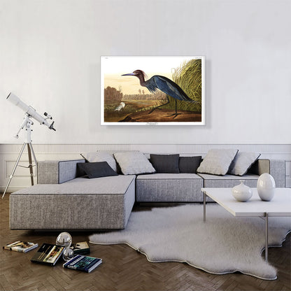 Little Blue Heron