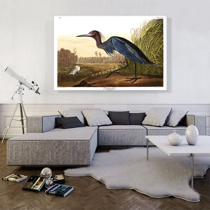 Little Blue Heron