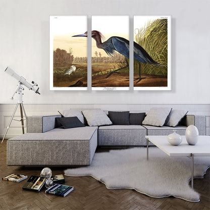 Little Blue Heron