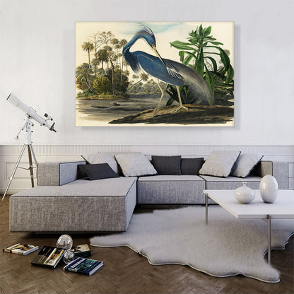Louisiana Heron
