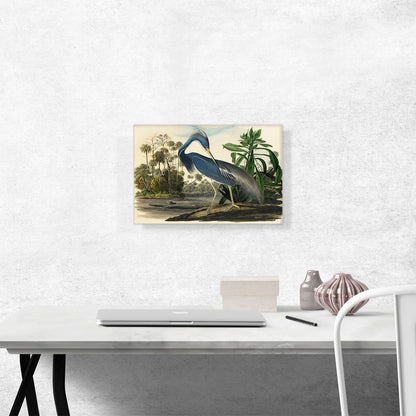 Louisiana Heron