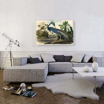 Louisiana Heron