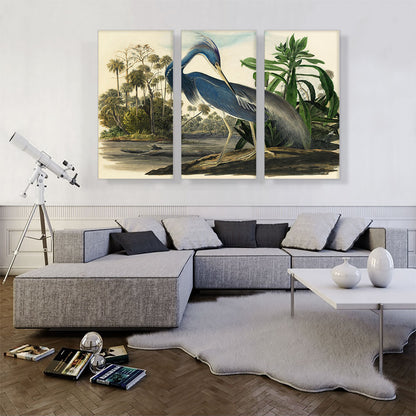 Louisiana Heron