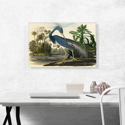 Louisiana Heron