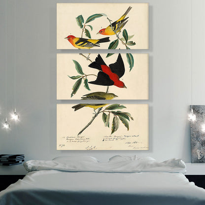 Louisiana Scarlet Tanager