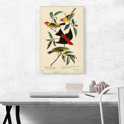 Louisiana Scarlet Tanager