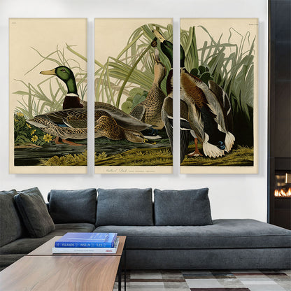 Mallard Duck