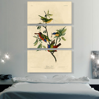 Painted Finch