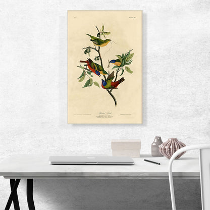 Painted Finch