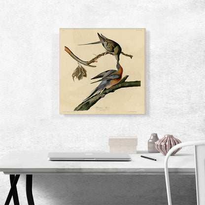 Passenger Pigeon