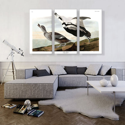 Pied Duck