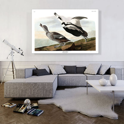 Pied Duck