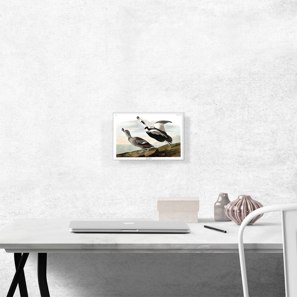 Pied Duck