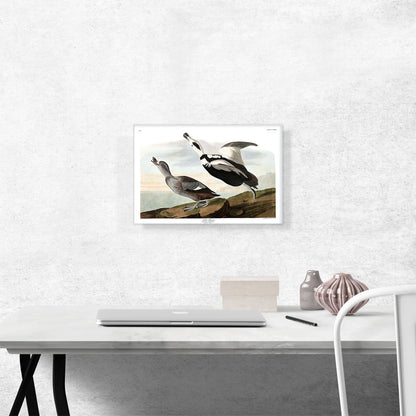 Pied Duck