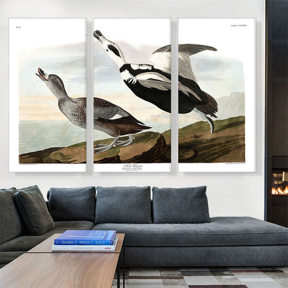 Pied Duck