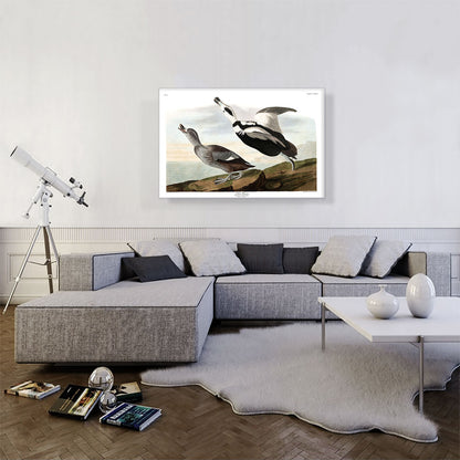 Pied Duck
