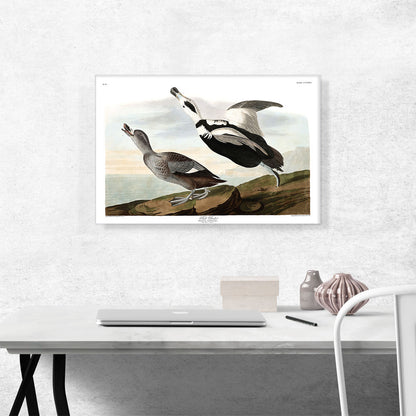 Pied Duck