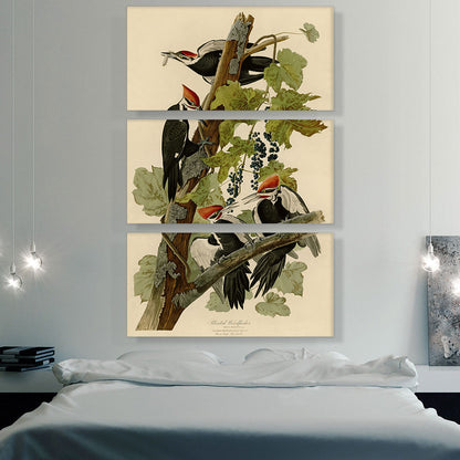 Pileated Woodpecker