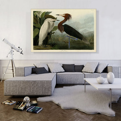 Purple Heron
