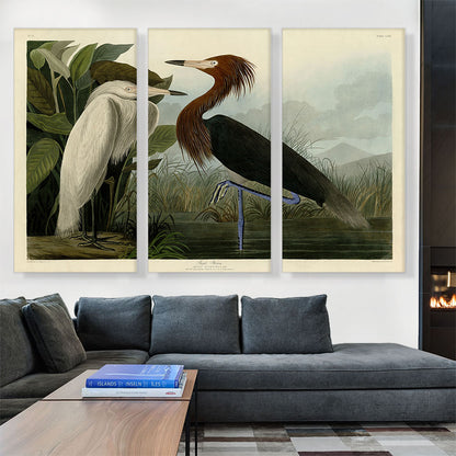 Purple Heron