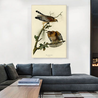 Red Shouldered Hawk
