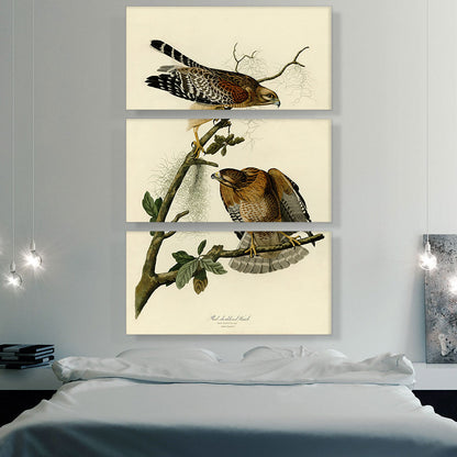 Red Shouldered Hawk