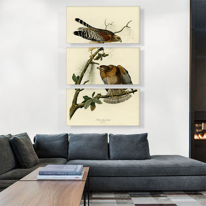 Red Shouldered Hawk