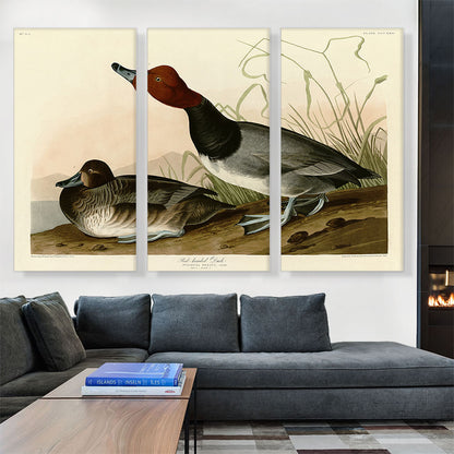 Red-Headed Duck