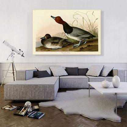 Red-Headed Duck