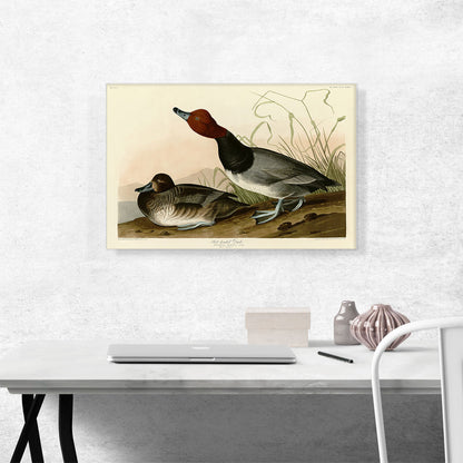Red-Headed Duck