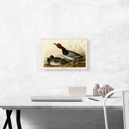 Red-Headed Duck