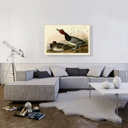 Red-Headed Duck