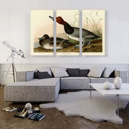 Red-Headed Duck