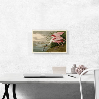 Roseate Spoonbill