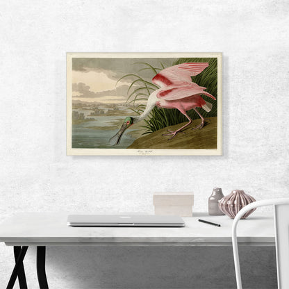 Roseate Spoonbill