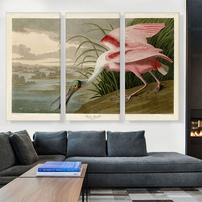 Roseate Spoonbill