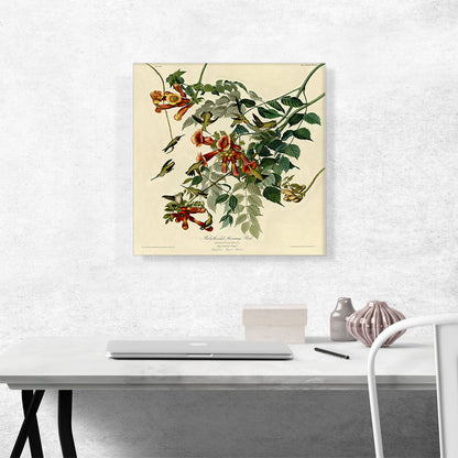 Ruby-throated Humming Bird