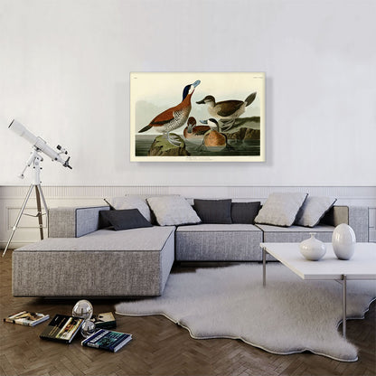 Ruddy Duck