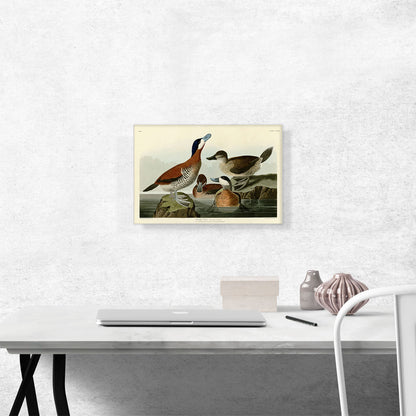 Ruddy Duck