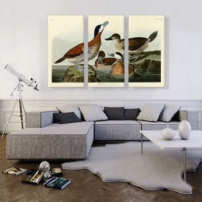 Ruddy Duck